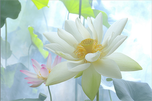 lotus flower56