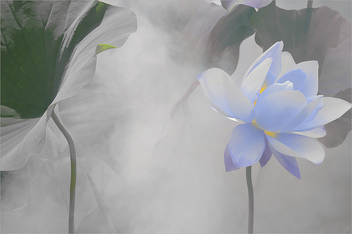 lotus flower57