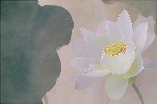 lotus flower58