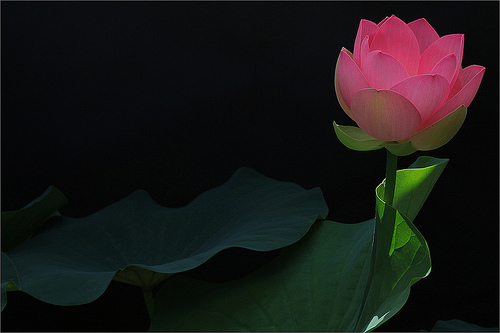 lotus flower60
