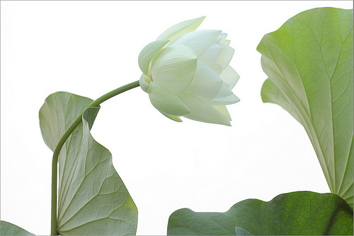 lotus flower61