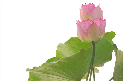 lotus flower63