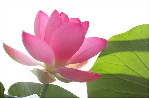 lotus flower64