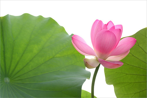 lotus flower65