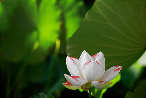 lotus flower69