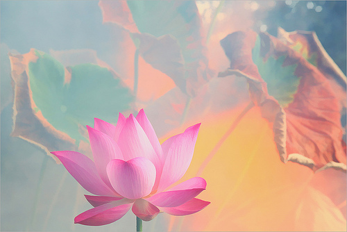 lotus flower71