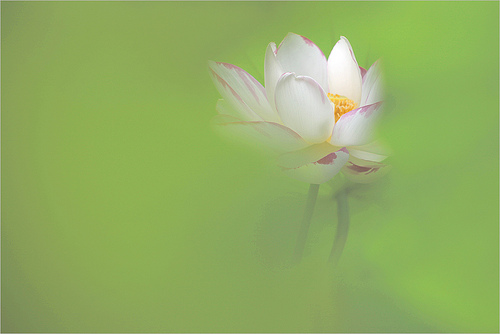 lotus flower76