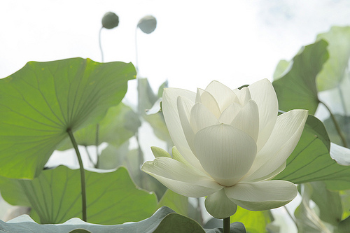 lotus flower79