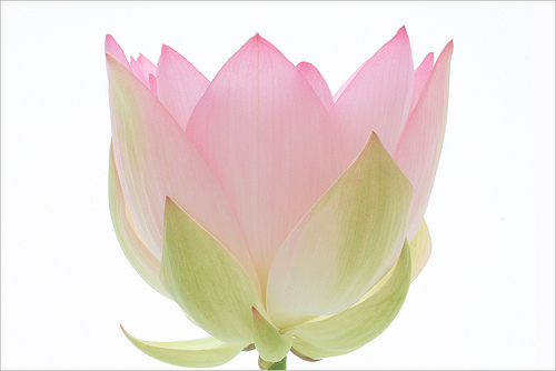 lotus flower80