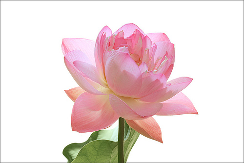 lotus flower82