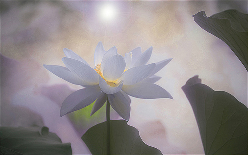 lotus flower83
