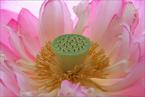 lotus flower84