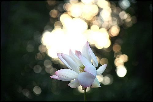 lotus flower85
