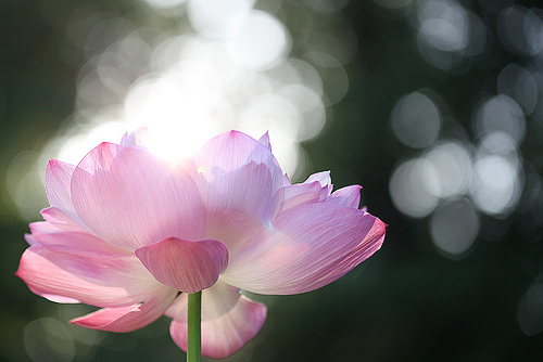 lotus flower89