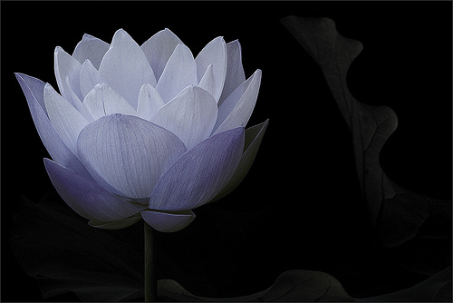lotus flower94