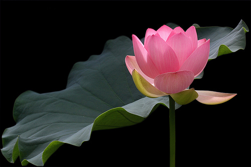 lotus flower97