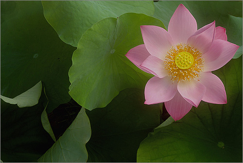 lotus flower99