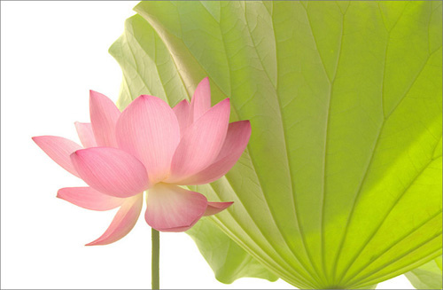 lotus flower100