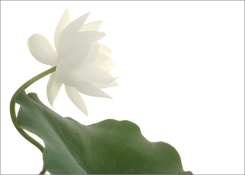 lotus flower101