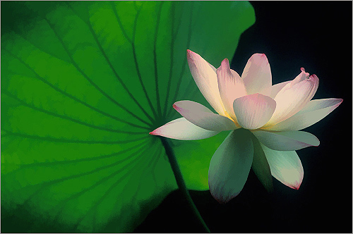lotus flower105