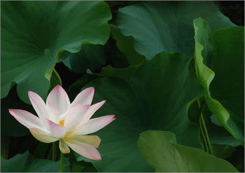 lotus flower106