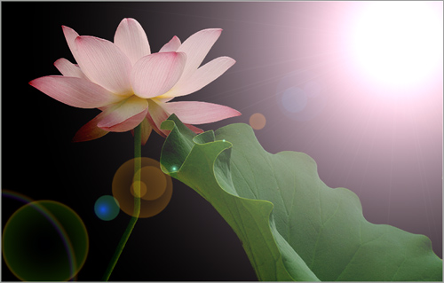 lotus flower108