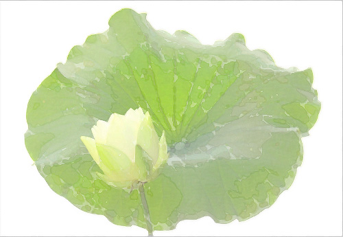 lotus flower110