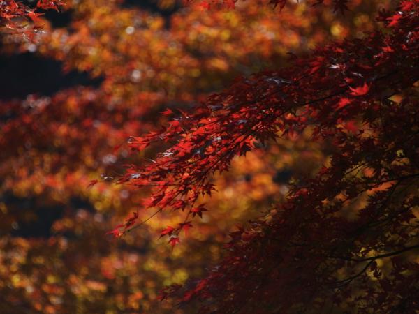 紅葉－香嵐渓