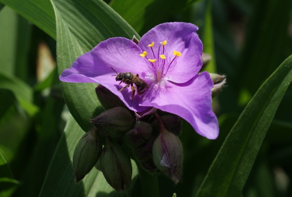 紫露草に蜂