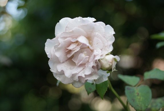 雨の白薔薇