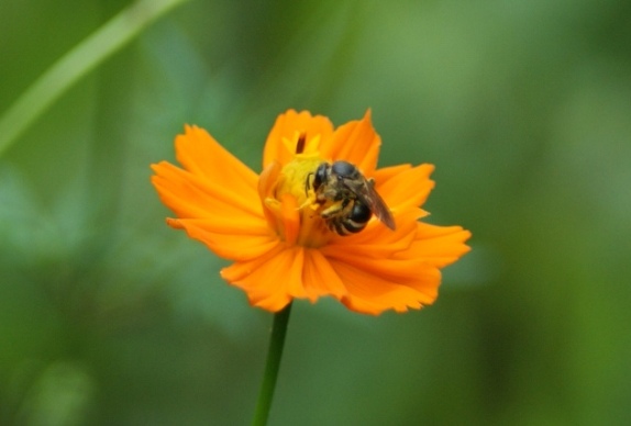 黄花コスモスと蜂