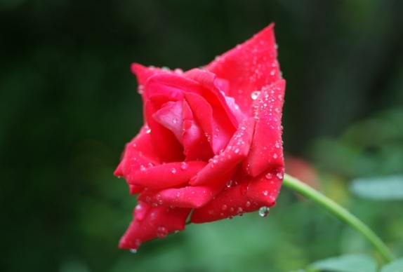 雨の赤薔薇