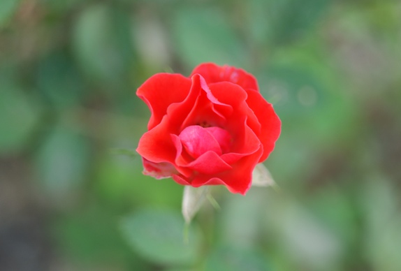 赤薔薇　