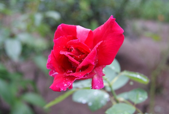 雨の紅薔薇