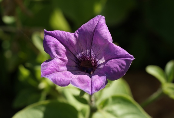 ペチュニア紫