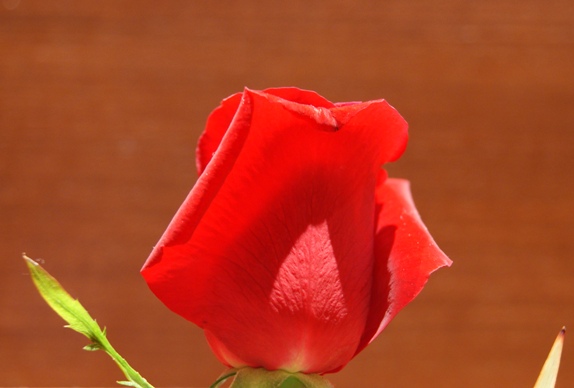正月飾り　薔薇の花