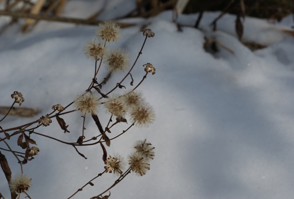 雪の野菊