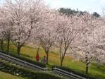 みずがめの郷の桜です