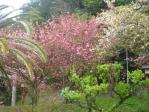 奥の院に上がる道には八重桜っぽいのがもうすぐ満開。白っぽいのはソメイヨシノかな