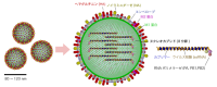 Influenzavirus_structure[1]