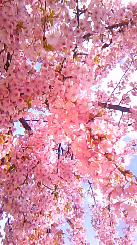 ○　早咲きの桜です　○