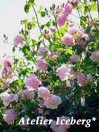 rosegarden_06.jpg