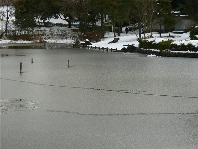 豊ヶ丘南公園の池２