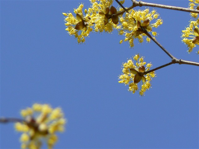 サンシュユの花３