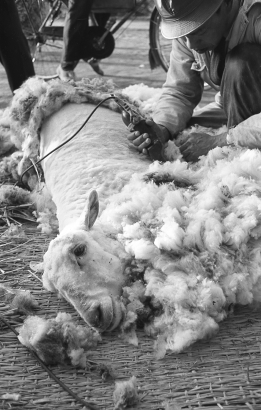 羊の毛を刈る人