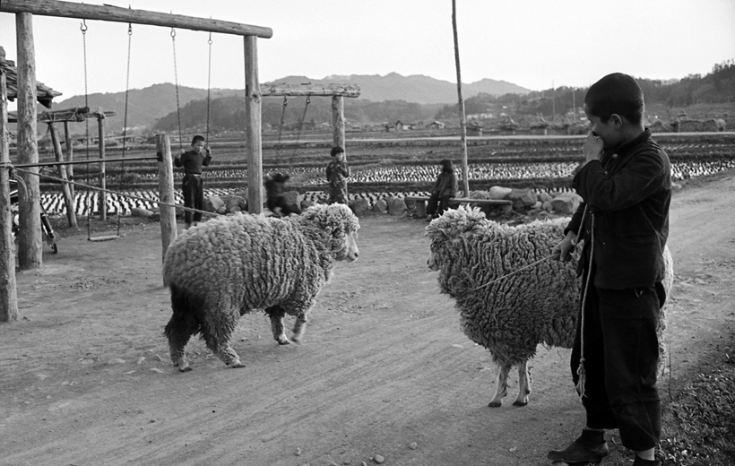 羊の毛を刈る2
