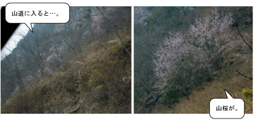 きゅうさいこう山桜