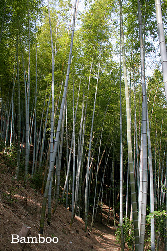 bamboo_20110513212814.jpg