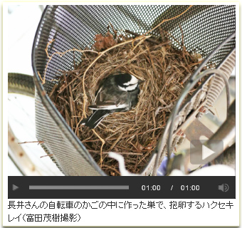 長井さんの自転車のかごの中に作った巣で、抱卵するハクセキレイ（富田茂樹撮影）