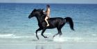 ワイルドブラック　少年の黒い馬
